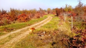 po poteh KRAS KROS MTB